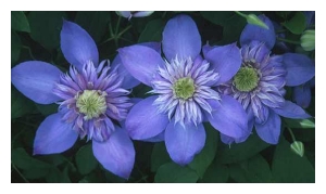 CLEMATIS x 'Blue Light'